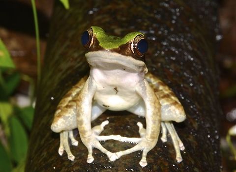 I'm Proud A beautiful Green Cascade Frog - Rana livida, posing proudly. Fall,Geotagged,Green Cascade Frog,Green mountain frog,Hong Kong,Odorrana livida,Tai Po