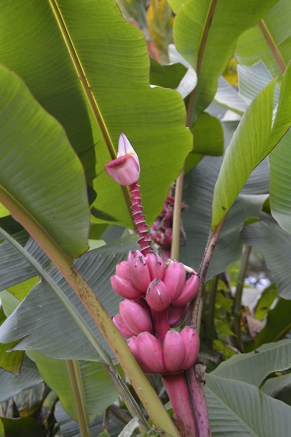 Pink Banana - Musa velutina Musa velutina, the hairy banana or pink banana, is a species of seeded banana. Fruits are 3 inches long, pink, and fuzzy. They are borne on erect flower stalks with a pink inflorescence. Musa velutina flowers at a young age, doing so within a year. The fruits peel back when ripe. It is often grown as an ornamental, but has soft, sweet flesh that can be eaten. The seeds are quite hard and can chip a tooth. Fiji,Geotagged,Musa velutina,Pink Banana,Spring,Suva