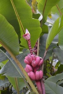 Pink Banana - Musa velutina Musa velutina, the hairy banana or pink banana, is a species of seeded banana. Fruits are 3 inches long, pink, and fuzzy. They are borne on erect flower stalks with a pink inflorescence. Musa velutina flowers at a young age, doing so within a year. The fruits peel back when ripe. It is often grown as an ornamental, but has soft, sweet flesh that can be eaten. The seeds are quite hard and can chip a tooth. Fiji,Geotagged,Musa velutina,Pink Banana,Spring,Suva