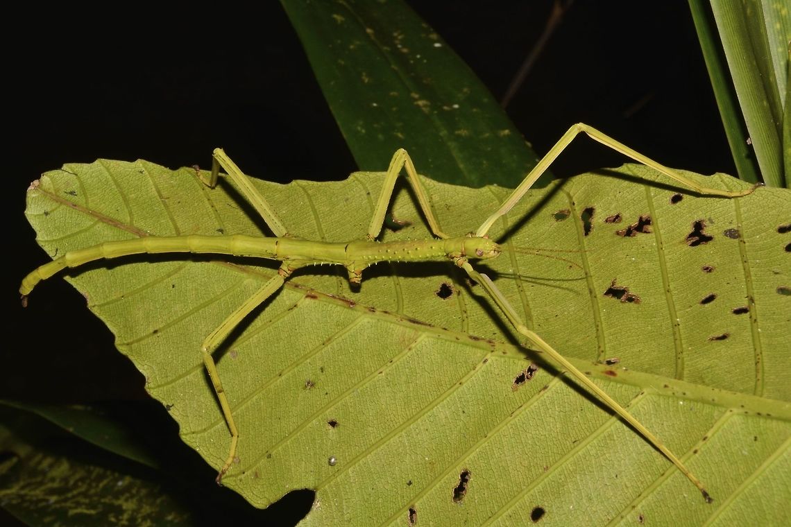 Lost a Leg! This is a female Phasmid of the species Hermarchus pythonius.<br />
Although already quite large in size around 12 cm, this one is still a nymph. Full adult size can be up to 20 cm or more.<br />
She is all green in colour with spines on her thorax.<br />
She has lost a leg which she is able to regenerate in her next moult, but the new leg will not be completely functional or as long as the original one as it may takes 2-3 moults before the new regenerated leg becomes functional. Fiji,Geotagged,Hermarchus pythonius,Phasmid,Spring,Stick Insect,Suva