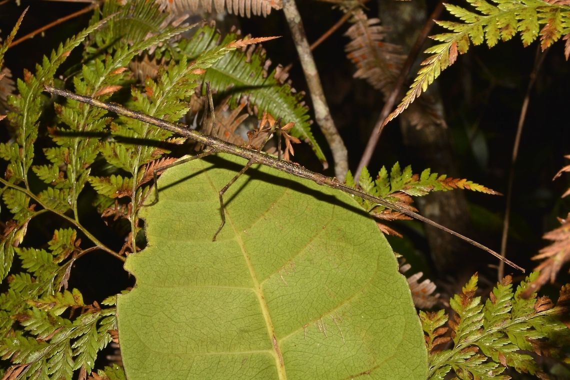 Stick Insect, Phasmid This is a Phasmid, but not familiar of the species/genus name. Fiji,Geotagged,Phasmid,Spring,Stick Insect,Suva