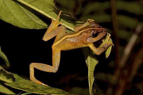 Platymantis vitiensis