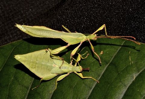 Leaf Insect, Phyllium - Chitoniscus lobipes There are 3 known species of Leaf Insects from the genus Chitoniscus from Fiji.
This one is Chitoniscus lobipes and probably the first live pictures of the Male.
The bigger one on top is an adult Male.
The smaller one on the bottom is a sub-adult Male.

Similar to other species of Leaf Insects in the family of Phylliidae, Males have very long antennae and full wings, capable of short flights. Females have very short antennae with false wings and not capable of flights. Chitoniscus lobipes,Fiji,Geotagged,Leaf Insect,Phyllium,Spring,Suva