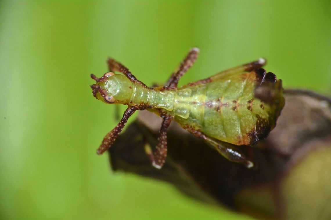 Baby Leaf This is a nymph of Leaf Insect, probably a few days or week old of the species Chitoniscus lobipes.  It was found on the same guava tree that I saw the adults.<br />
As nymphs, they tend to have some brown markings which probably allows them to camouflage better among the leafs, especially on older leafs that are faded.<br />
<br />
Picture of the adult male can be seen here :<br />
<br />
<figure class="photo"><a href="https://www.jungledragon.com/image/45753/leaf_insect_phyllium_-_chitoniscus_lobipes.html" title="Leaf Insect, Phyllium - Chitoniscus lobipes"><img src="https://s3.amazonaws.com/media.jungledragon.com/images/2994/45753_thumb.jpg?AWSAccessKeyId=05GMT0V3GWVNE7GGM1R2&Expires=1767225610&Signature=Db8mbVllWY9%2BTRrGz0LTiwDjPfI%3D" width="200" height="138" alt="Leaf Insect, Phyllium - Chitoniscus lobipes There are 3 known species of Leaf Insects from the genus Chitoniscus from Fiji.<br />
This one is Chitoniscus lobipes and probably the first live pictures of the Male.<br />
The bigger one on top is an adult Male.<br />
The smaller one on the bottom is a sub-adult Male.<br />
<br />
Similar to other species of Leaf Insects in the family of Phylliidae, Males have very long antennae and full wings, capable of short flights. Females have very short antennae with false wings and not capable of flights. Chitoniscus lobipes,Fiji,Geotagged,Leaf Insect,Phyllium,Spring,Suva" /></a></figure><br />
 Chitoniscus lobipes,Fiji,Geotagged,Leaf Insect,Phyllium,Spring,Suva