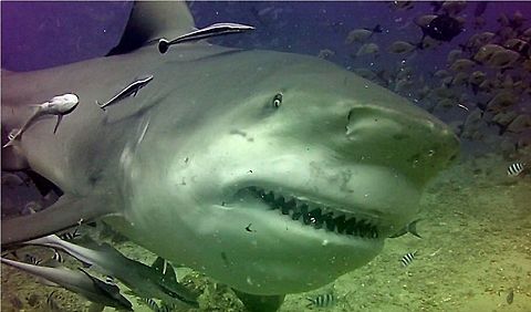 Check out my teeth :D Huge Bull Shark - Carcharhinus leucas seen during Sharks feeding dives.
It is possible to get very close-up encounters with them and they seems harmless although they are supposed to be the top 3 most dangerous Sharks in the world. Bull shark,Carcharhinus leucas,Fiji,Geotagged,Pacific Harbour