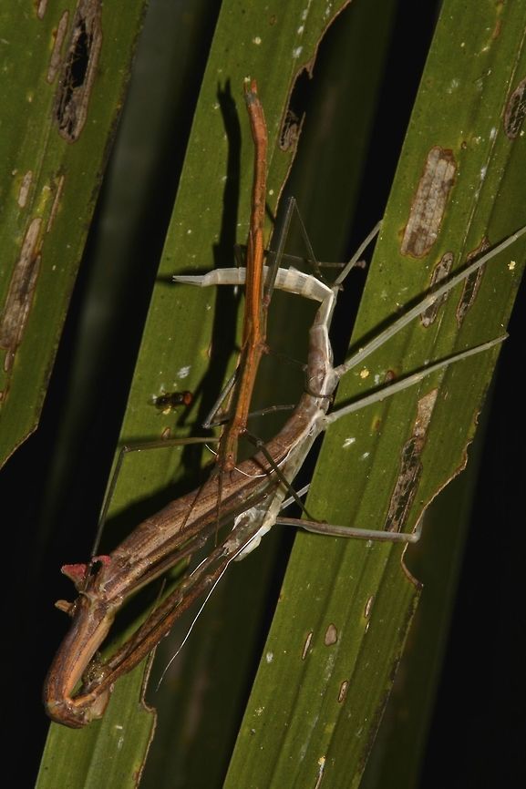 I'm not ready yet! This was an interesting encounter of this pair of Phasmid from the species Graeffea crouanii.<br />
They were found in abundance around the garden of the Resort I was staying at.<br />
The Female was still going through the process of moulting to adult, she is still pulling out her front legs from her old skin. During the process of moulting, they hangs with the head pointing down as they need the help of gravity.<br />
Her false wings already can be seen, the tiny red wings.<br />
The interesting part is an adult Male is already waiting for her!  He is the smaller one, on top of the picture.<br />
<br />
Both this Male &amp; Female are the brown variation of this species.  The green variation of this species can be seen here :<br />
<br />
<figure class="photo"><a href="https://www.jungledragon.com/image/42695/coconut_stick_insect.html" title="Coconut Stick Insect"><img src="https://s3.amazonaws.com/media.jungledragon.com/images/2994/42695_thumb.jpg?AWSAccessKeyId=05GMT0V3GWVNE7GGM1R2&Expires=1769040010&Signature=JDe2M3chpBvJjdZonquw5kPR6Pc%3D" width="200" height="134" alt="Coconut Stick Insect This species of Stick Insect, Phasmid is called Coconut Stick Insect because they feeds on coconut leafs and are considered a pest in Fiji.  They can be variable in colours either brown or green.  They have small false wings which they flared up, showing its pink colour, as a defence posture.  They are also able to 'spray' some foul liquid from glands behind its head. Coconut Stick Insect,Fiji,Geotagged,Graeffea crouanii,Spring,coconut,insect,phasmid,stick insect,suva" /></a></figure><br />
<br />
<br />
 Coconut Stick Insect,Fiji,Geotagged,Graeffea crouanii,Pacific Harbour,Phasmid,Spring,Stick Insect