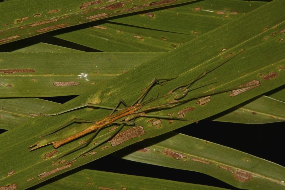 Brown on Green This is a pair of Coconut Stick Insect - Graeffea crouanii.<br />
The larger female is green in colour whereas the smaller male is brown in colour.<br />
They can be very well camouflaged on the coconut leafs that are fading. Coconut Stick Insect,Fiji,Geotagged,Graeffea crouanii,Pacific Harbour,Phasmid,Spring,Stick Insect