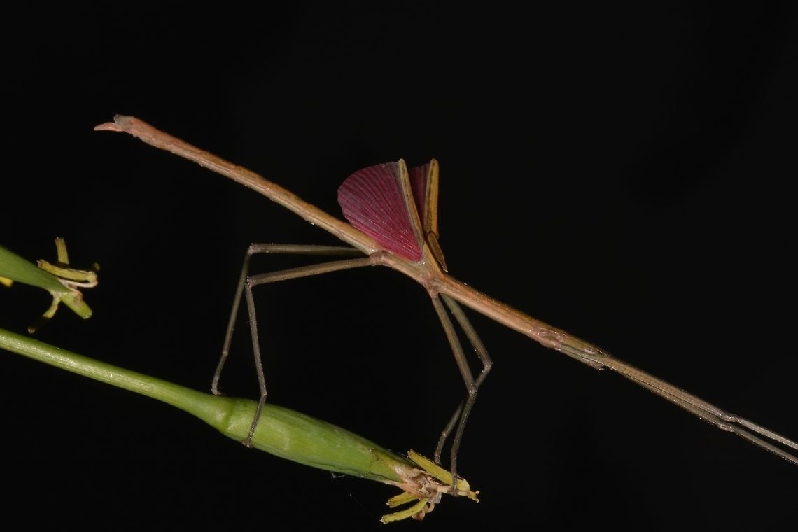Red Wings This is a Male Coconut Stick Insect - Graeffea crouanii in brown form.<br />
Saw him in the reception area of the Resort I was staying at and the picture shows him in his defensive pose. Coconut Stick Insect,Fiji,Geotagged,Graeffea crouanii,Pacific Harbour,Phasmid,Spring,Stick Insect