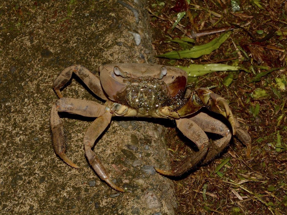 Brown Land Crab - Cardisoma carnifex Seen around the garden of the Resort I was staying at, at night.<br />
The security guard brought it to me, but it looks like the crab has put up a fight when the guard handled it and lost a claw :( Cardisoma carnifex,Crab,Fiji,Geotagged,Pacific Harbour,Spring