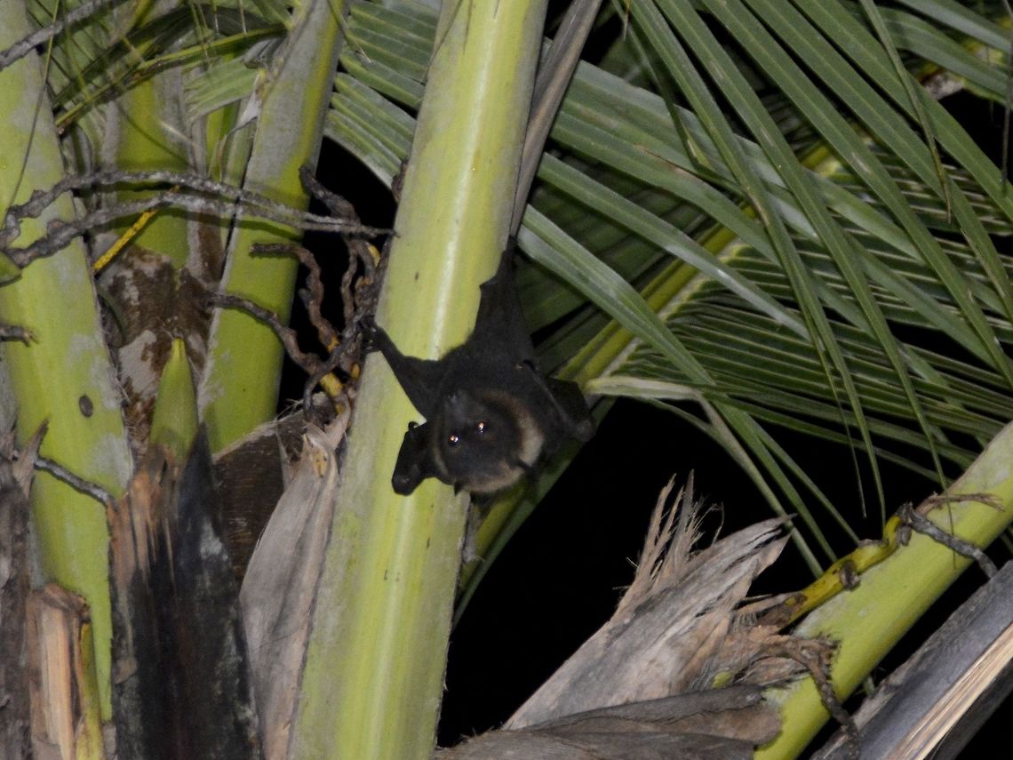 Flying Fox Saw this Flying Fox in the garden of the Resort I was staying at.<br />
It was high up in the coconut tree. Fiji,Flying Fox,Geotagged,Insular flying fox,Pacific Harbour,Pteropus tonganus,Spring