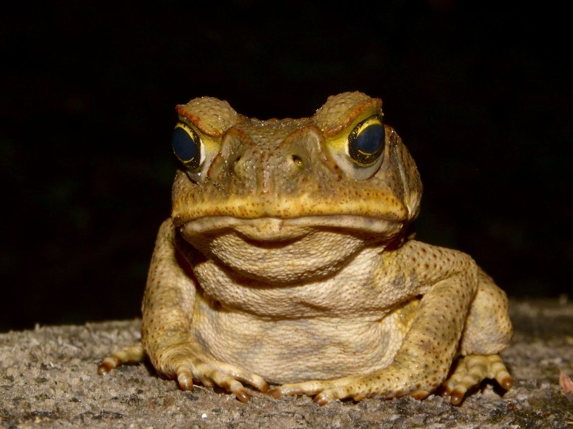 Grumpy Cane Toad - Rhinella marinus Cane toad,Fiji,Geotagged,Pacific Harbour,Rhinella marina,Spring