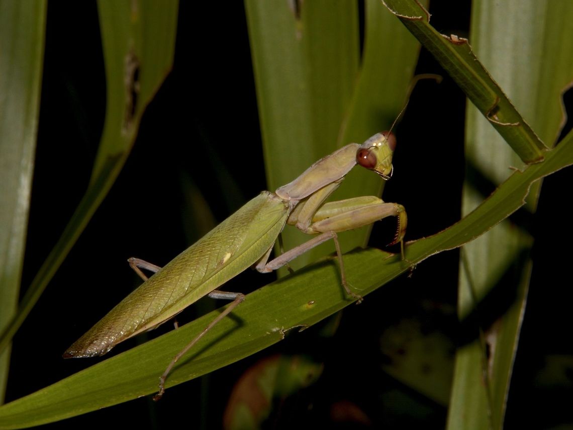 Giant Asian Mantis - Hierodula patellifera  Fiji,Geotagged,Giant Asian Mantis,Hierodula patellifera,Pacific Harbour,Praying Mantis,Spring