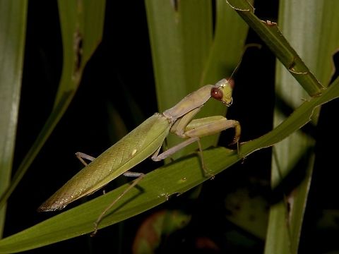Giant Asian Mantis - Hierodula patellifera  Fiji,Geotagged,Giant Asian Mantis,Hierodula patellifera,Pacific Harbour,Praying Mantis,Spring