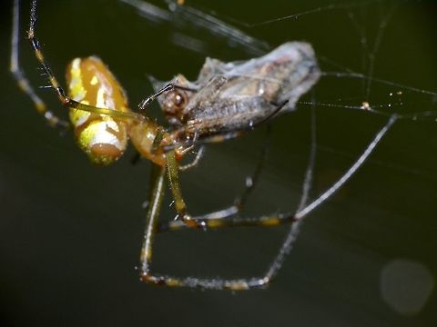 Packing its food This Spider has caught its food and is spinning a web to keep it for later. Fiji,Geotagged,Leucauge granulata,Norther Silver Orbweaver,Pacific Harbour,Spider,Spring