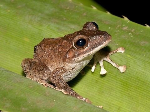 Fiji Tree Frog - Platymantis vitiensis  Fiji,Fiji Tree Frog,Frog,Geotagged,Platymantis vitiensis,Spring,Tree Frog,suva