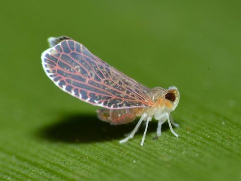 Hopper This tiny Hopper has beautiful pink veins on its wings. Fiji,Geotagged,Hopper,Spring,Suva