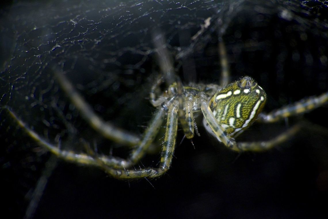 Dome Tent Spider - Cyrtophora moluccensis  Cyrtophora moluccensis,Dome Tent Spider,Fiji,Geotagged,Spider,Spring,Suva
