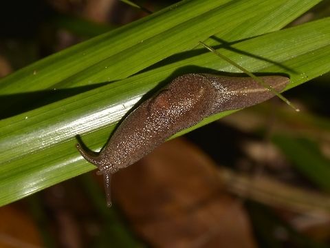 Land Slug  Fiji,Geotagged,Slug,Spring,Suva