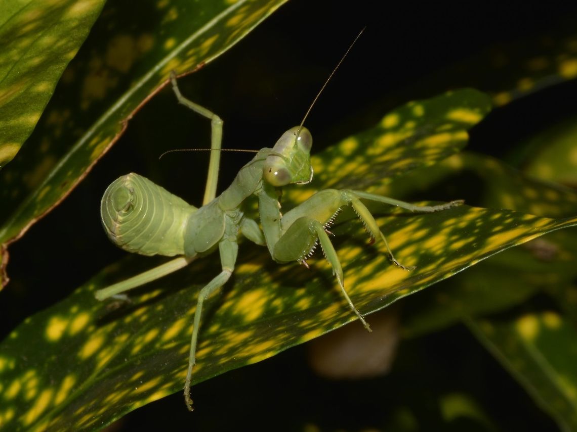Praying Mantis This is still a nymph of a Praying Mantis Fiji,Geotagged,Praying Mantis,Spring,Suva