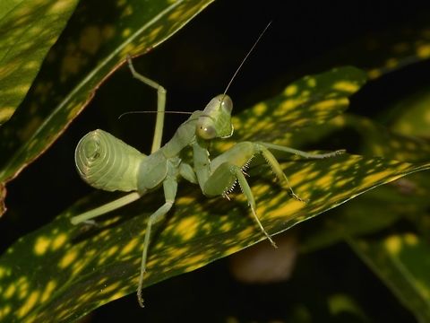 Praying Mantis This is still a nymph of a Praying Mantis Fiji,Geotagged,Praying Mantis,Spring,Suva