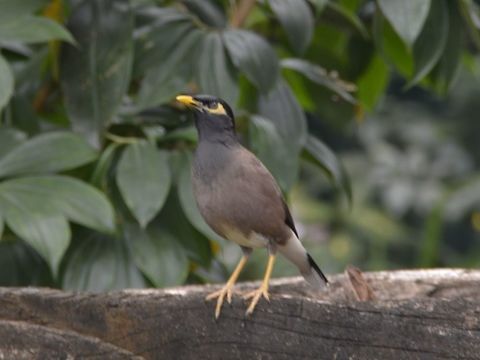 Common Myna - Acridotheres tristis I read that this Common Myna was introduced to Fiji, it is not local to Fiji.
One of the reason for the introduction of this Common Myna was to combat the infestation of Coconut Stick Insects.
However, this Myna has also become a pest as it threatened other endemic bird species.  In some islands, there were eradication or reduction programs of Myna Birds and that has resulted in more visibility of Kingfisher, Dove and Lorikeet in the island.
 Acridotheres tristis,Common myna,Fiji,Geotagged,Spring,Suva