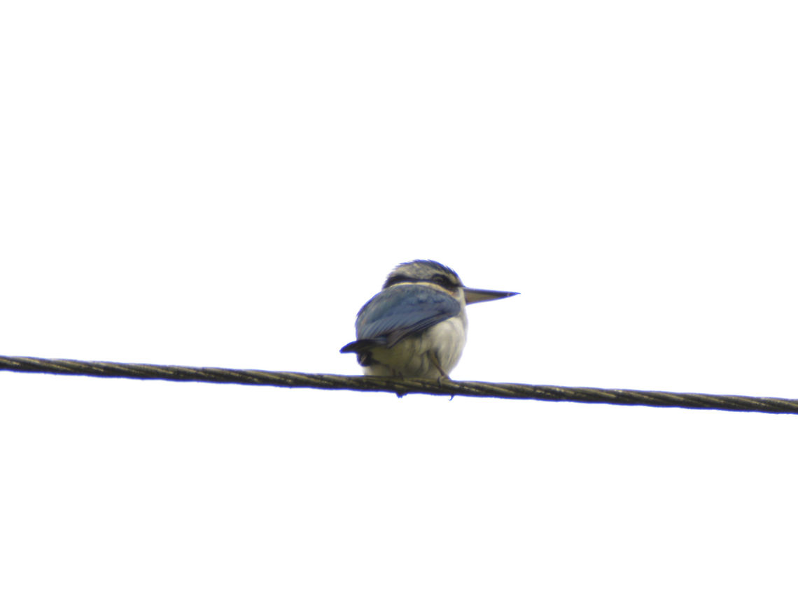 Collared Kingfisher - Todiramphus chloris  Fiji,Geotagged,Spring,Suva,Todiramphus chloris,collared kingfisher