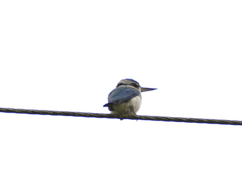 Collared Kingfisher - Todiramphus chloris  Fiji,Geotagged,Spring,Suva,Todiramphus chloris,collared kingfisher