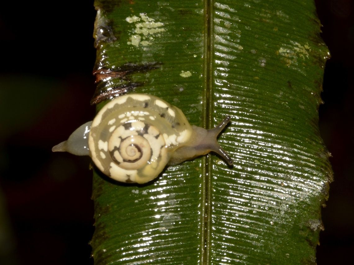 Land Snail  Fiji,Geotagged,Snail,Spring,Suva