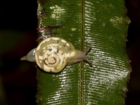 Land Snail  Fiji,Geotagged,Snail,Spring,Suva