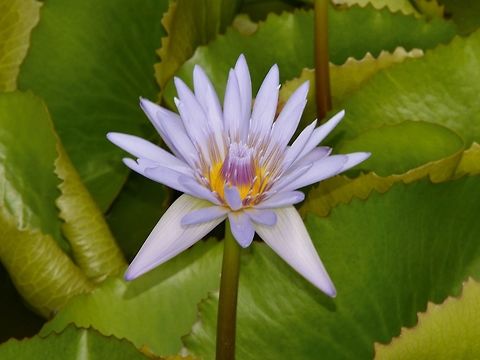 Blue Water Lily  Fiji,Geotagged,Lily,Nymphaea nouchali,Spring,Suva,Water Lily