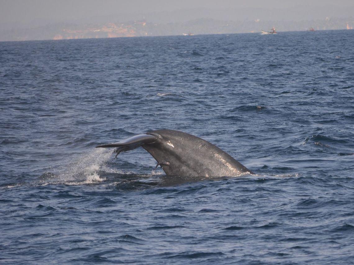 Gigantic Tail This is the tail of a Blue Whale when it breached the surface.<br />
Blue Whales is presently the largest animal on earth, growing up to 30 meters in length!<br />
Saw this during a Whale watching tour, very touristic and commercialize now and some Boats going out there can load 50-60 tourists!<br />
During my visit, in-water interaction with the Blue Whales were not allowed and only special permissions are given for research or documentary filming. However, since then, the local authorities have allowed in-water interactions with the Blue Whales aside from other marine mammals, but still just snorkelling and free diving. Balaenoptera musculus,Blue whale,Geotagged,Mirissa,Sri Lanka,Whale,Winter