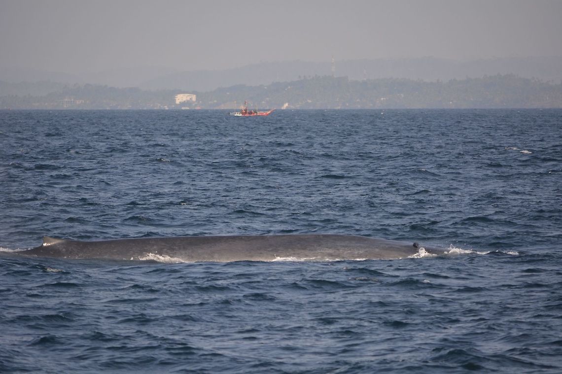 Blue Whale Got this Blue Whale breaching, not sure how big this one was, probably at least 20 meters in length and they can grow up to 30 meters length! Balaenoptera musculus,Blue whale,Geotagged,Mirissa,Sri Lanka,Whale,Winter
