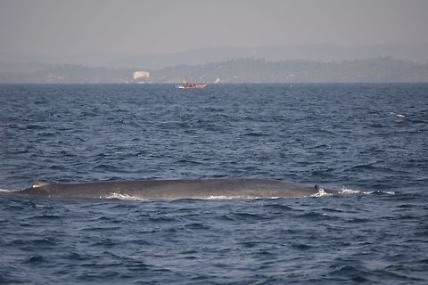 Blue Whale Got this Blue Whale breaching, not sure how big this one was, probably at least 20 meters in length and they can grow up to 30 meters length! Balaenoptera musculus,Blue whale,Geotagged,Mirissa,Sri Lanka,Whale,Winter