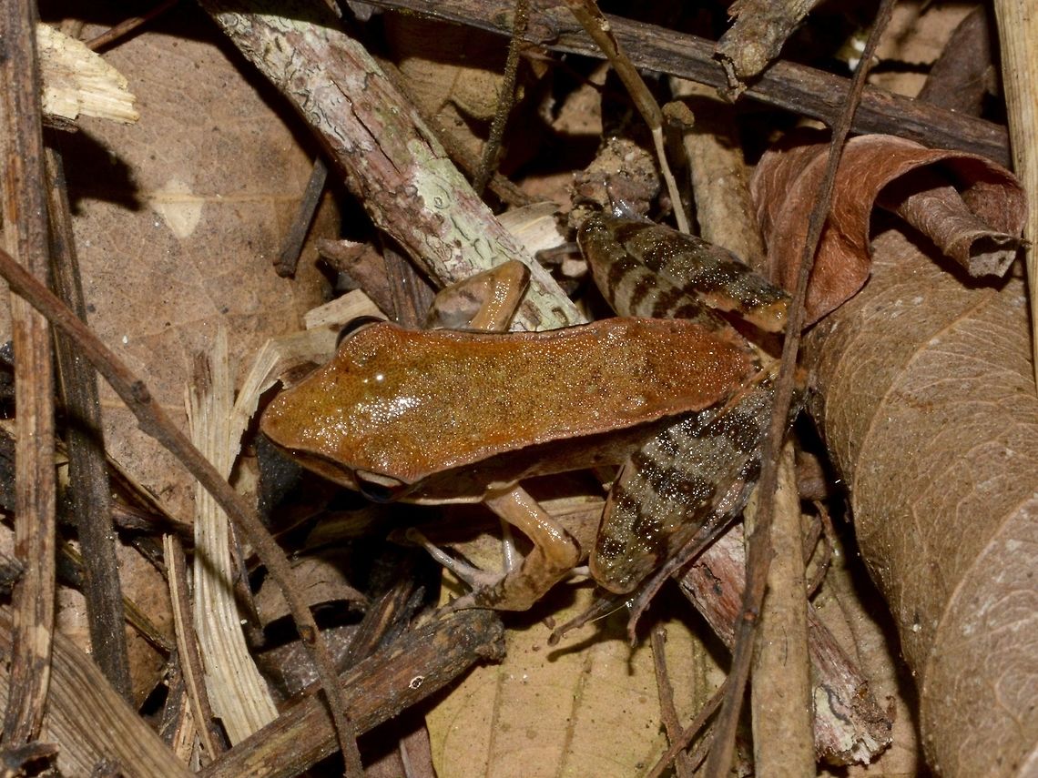 Bronzed Frog - Hylarana temporalis  Bronzed frog,Frog,Geotagged,Hylarana temporalis,Singharaja,Sri Lanka,Winter