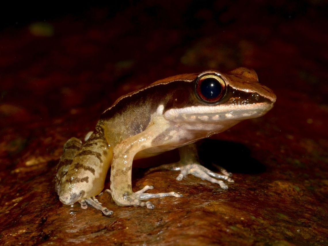 Bronzed Frog - Hylarana temporalis  Bronzed frog,Frog,Geotagged,Hylarana temporalis,Singharaja,Sri Lanka,Winter
