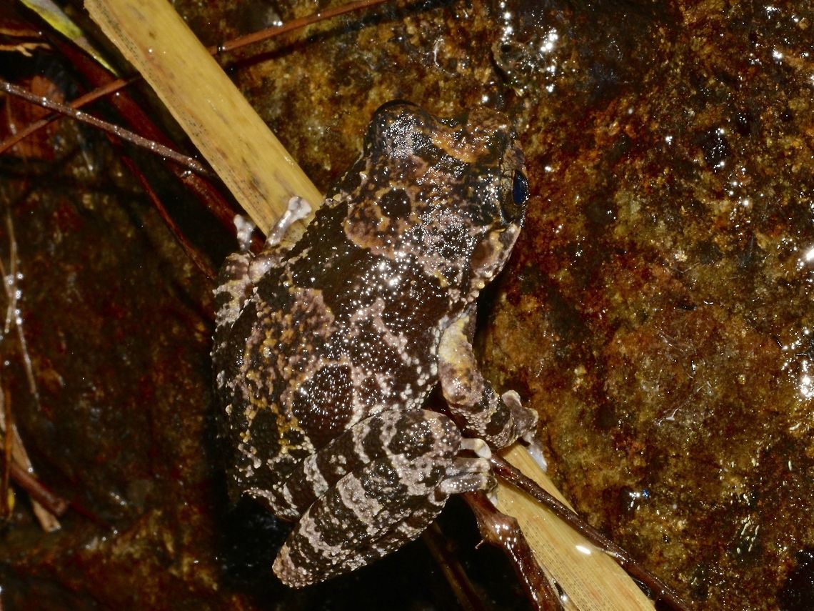 Shrub Frog - Pseudophilautus sordidus This Shrub Frog - Pseudophilautus sordidus is endemic to Sri Lanka but fairly common. Frog,Geotagged,Pseudophilautus sordidus,Shrub Frog,Singharaja,Sri Lanka,Winter