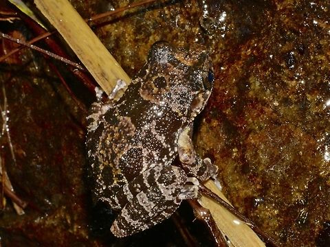 Shrub Frog - Pseudophilautus sordidus This Shrub Frog - Pseudophilautus sordidus is endemic to Sri Lanka but fairly common. Frog,Geotagged,Pseudophilautus sordidus,Shrub Frog,Singharaja,Sri Lanka,Winter
