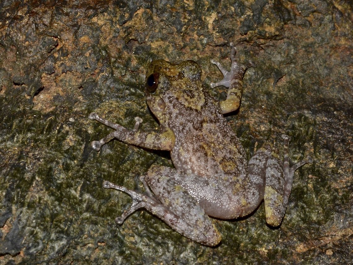 Shrub Frog - Pseudophilautus sordidus This is a colour variation of the Shrub Frog - Pseudophilautus sordidus.<br />
Probably still a juvenile. Frog,Geotagged,Pseudophilautus sordidus,Shrub Frog,Singharaja,Sri Lanka,Winter