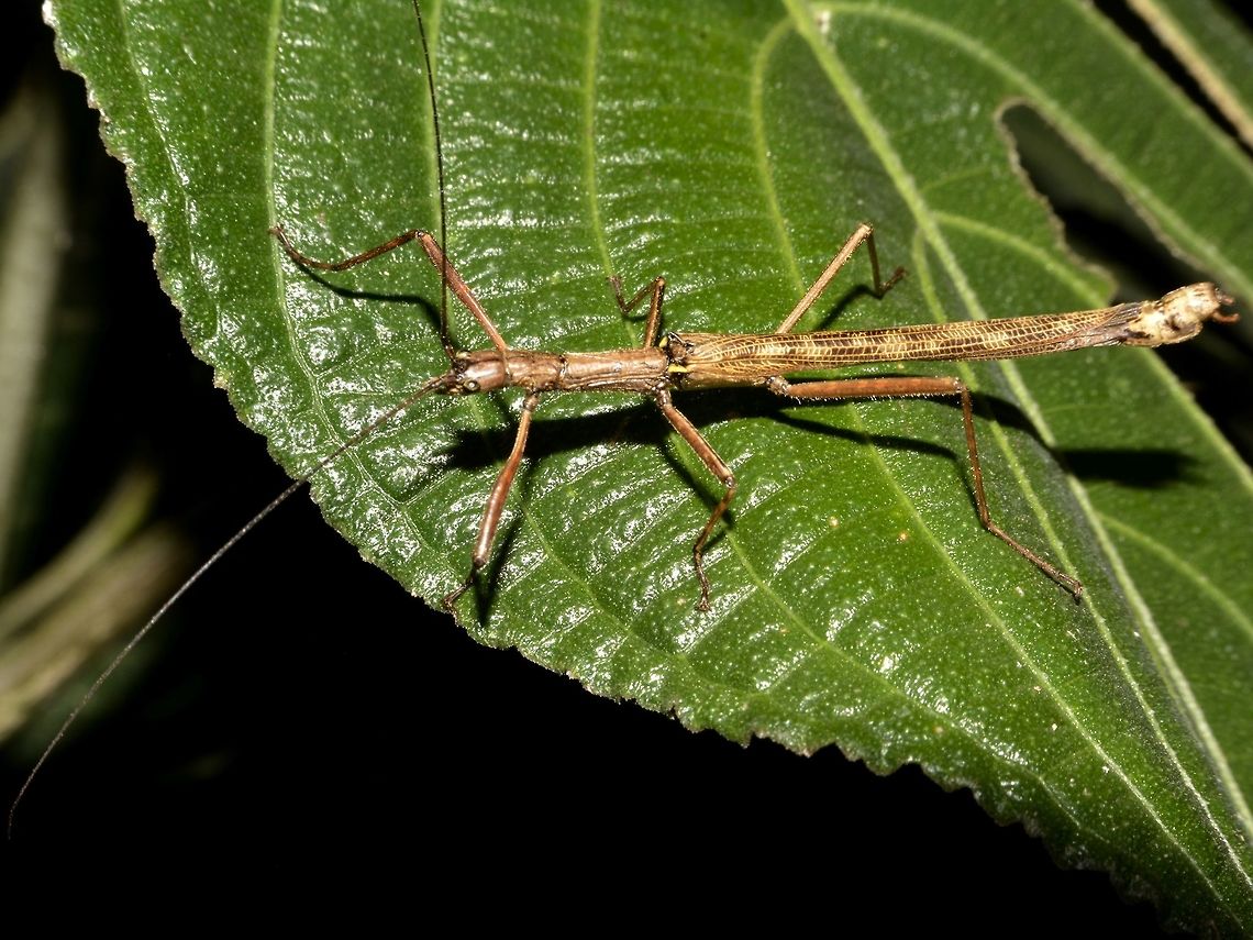 Stick Insect, Phasmid This is a male Phasmid from the family Aschiphasmatidae.<br />
Not sure though from which genus or species. Geotagged,Phasmid,Singharaja,Sri Lanka,Stick Insect,Winter