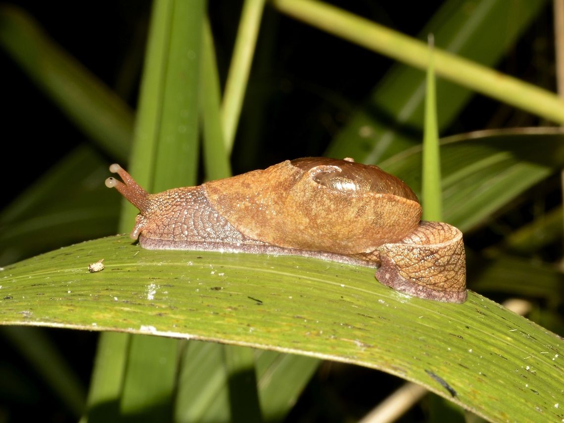 Slug or Snail? Not sure if its a slug or snail, doesn't looks like it has shell. Geotagged,Ratnadvipia karui,Singharaja,Slug,Snail,Sri Lanka,Winter