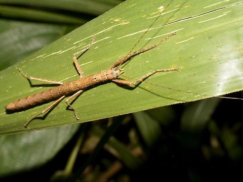 Stick Insect, Phasmid Stick Insect, Phasmid but not sure of what species. Geotagged,Phasmid,Singharaja,Sri Lanka,Stick Insect,Winter