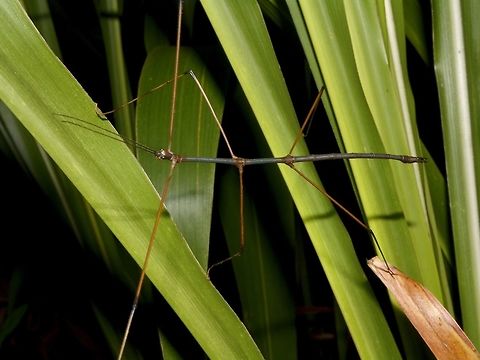 Stick Insect, Phasmid This is a male Phasmid, possibly from the genus Ramulus or Cuniculina. Geotagged,Phasmid,Singharaja,Sri Lanka,Stick Insect,Winter