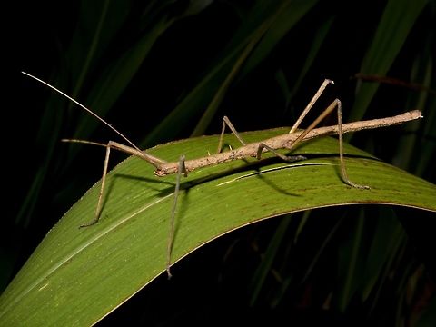 Stick Insect, Phasmid - Paramenexenus ceylonicus  Geotagged,Paramenexenus ceylonicus,Phasmid,Singharaja,Sri Lanka,Stick Insect