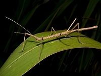 Stick Insect, Phasmid - Paramenexenus ceylonicus  Geotagged,Paramenexenus ceylonicus,Phasmid,Singharaja,Sri Lanka,Stick Insect