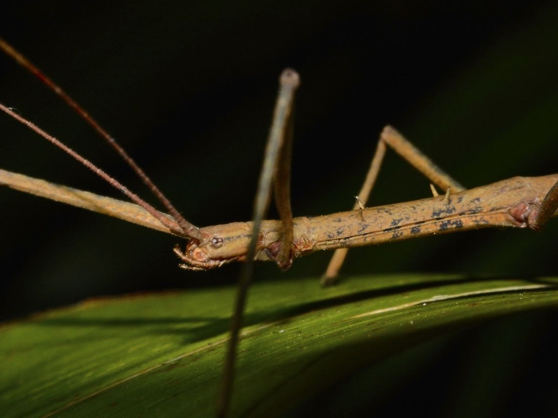 Stick Insect, Phasmid - Paramenexenus ceylonicus  Geotagged,Paramenexenus ceylonicus,Phasmid,Singharaja,Sri Lanka,Stick Insect