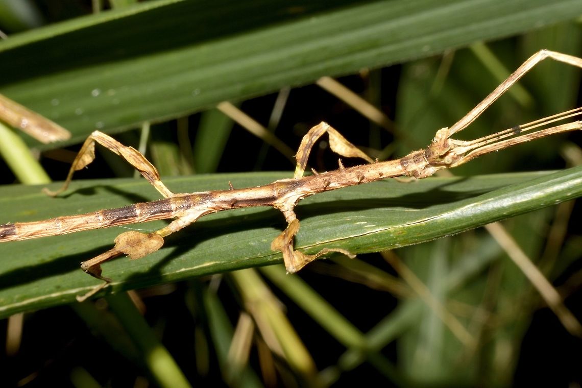 Stick Insect, Phasmid - Prisomera spinicollis This is a female Phasmid of the species - Prisomera spinicollis, its still a nymph, not adult yet.<br />
She has appendages on her last 2 pairs of legs, tiny spines on her thorax and ear-like appendages on her head.<br />
<br />
Male of this species can be seen here :<br />
<br />
<figure class="photo"><a href="https://www.jungledragon.com/image/45830/stick_insect_phasmid_-_paramenexenus_ceylonicus.html" title="Stick Insect, Phasmid - Paramenexenus ceylonicus"><img src="https://s3.amazonaws.com/media.jungledragon.com/images/2994/45830_thumb.jpg?AWSAccessKeyId=05GMT0V3GWVNE7GGM1R2&Expires=1769040010&Signature=E3h778JNm4aozW37e4gWVEjZtwY%3D" width="200" height="152" alt="Stick Insect, Phasmid - Paramenexenus ceylonicus  Geotagged,Paramenexenus ceylonicus,Phasmid,Singharaja,Sri Lanka,Stick Insect" /></a></figure><br />
 Geotagged,Phasmid,Prisomera spinicollis,Singharaja,Sri Lanka,Stick Insect,Winter