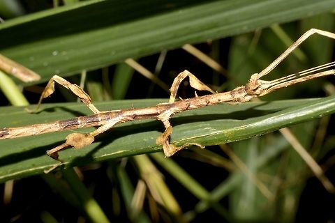 Stick Insect, Phasmid - Prisomera spinicollis This is a female Phasmid of the species - Prisomera spinicollis, its still a nymph, not adult yet.
She has appendages on her last 2 pairs of legs, tiny spines on her thorax and ear-like appendages on her head.

Male of this species can be seen here :

https://www.jungledragon.com/image/45830/stick_insect_phasmid_-_prisomera_spinicollis.html
 Geotagged,Phasmid,Prisomera spinicollis,Singharaja,Sri Lanka,Stick Insect,Winter