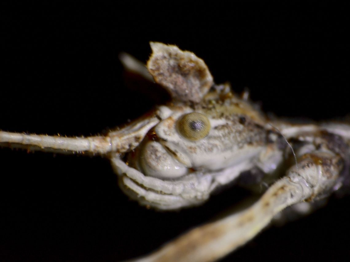 I have ears Close-up of the female Phasmid - Prisomera spinicollis.<br />
She has ear-like appendages on her head.<br />
<br />
Picture of the full Phasmid can be seen here :<br />
<br />
<figure class="photo"><a href="https://www.jungledragon.com/image/45832/stick_insect_phasmid_-_prisomera_spinicollis.html" title="Stick Insect, Phasmid - Prisomera spinicollis"><img src="https://s3.amazonaws.com/media.jungledragon.com/images/2994/45832_thumb.jpg?AWSAccessKeyId=05GMT0V3GWVNE7GGM1R2&Expires=1769040010&Signature=4fA6mD9CVyQBfz2Wmd39T6FEuak%3D" width="200" height="134" alt="Stick Insect, Phasmid - Prisomera spinicollis This is a female Phasmid of the species - Prisomera spinicollis, its still a nymph, not adult yet.<br />
She has appendages on her last 2 pairs of legs, tiny spines on her thorax and ear-like appendages on her head.<br />
<br />
Male of this species can be seen here :<br />
<br />
https://www.jungledragon.com/image/45830/stick_insect_phasmid_-_prisomera_spinicollis.html<br />
 Geotagged,Phasmid,Prisomera spinicollis,Singharaja,Sri Lanka,Stick Insect,Winter" /></a></figure><br />
<br />
 Geotagged,Phasmid,Prisomera spinicollis,Singharaja,Sri Lanka,Stick Insect,Winter