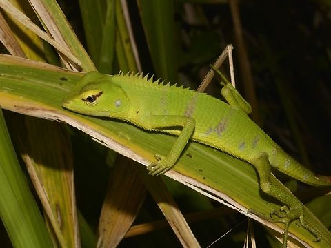 Common Green Forest Lizard - Calotes calotes  Calotes calotes,Common Green Forest Lizard,Geotagged,Singharaja,Sri Lanka,Winter