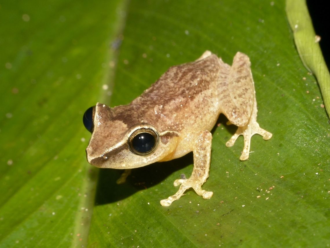 Sharp Snouted Shrub Frog - Pseudophilautus cuspis  API,Erebus walkeri,Frog,Geotagged,Pseudophilautus cuspis,Sharp Snouted Shrub Frog,Singharaja,Sri Lanka,Winter
